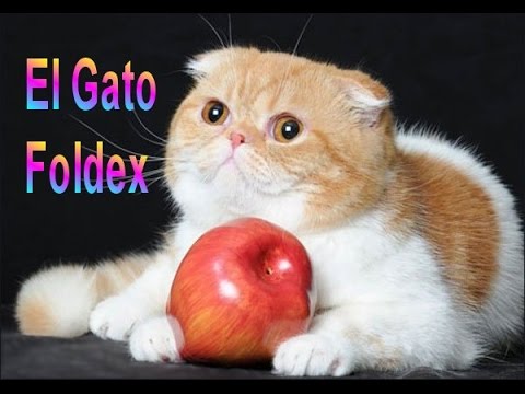 El Gato Foldex - Razas de gatos Gatos Foldex. Origen, Características, Alimentación Y Cuidados