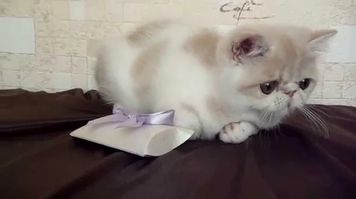 Video 1240711: tabby white exotic, cream tabby white, exotic kitten, cattery