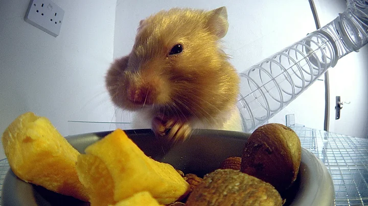 Inside a hamster's cheeks | Pets - Wild at Heart: ...
