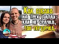 Как собака на трёх лапах: как не срачка, так пердячка.