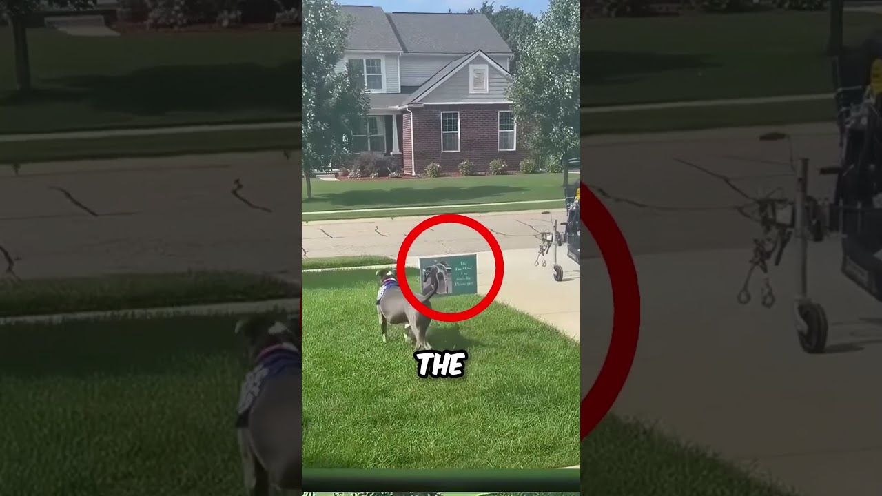 Pitbull Finally Gets Friend