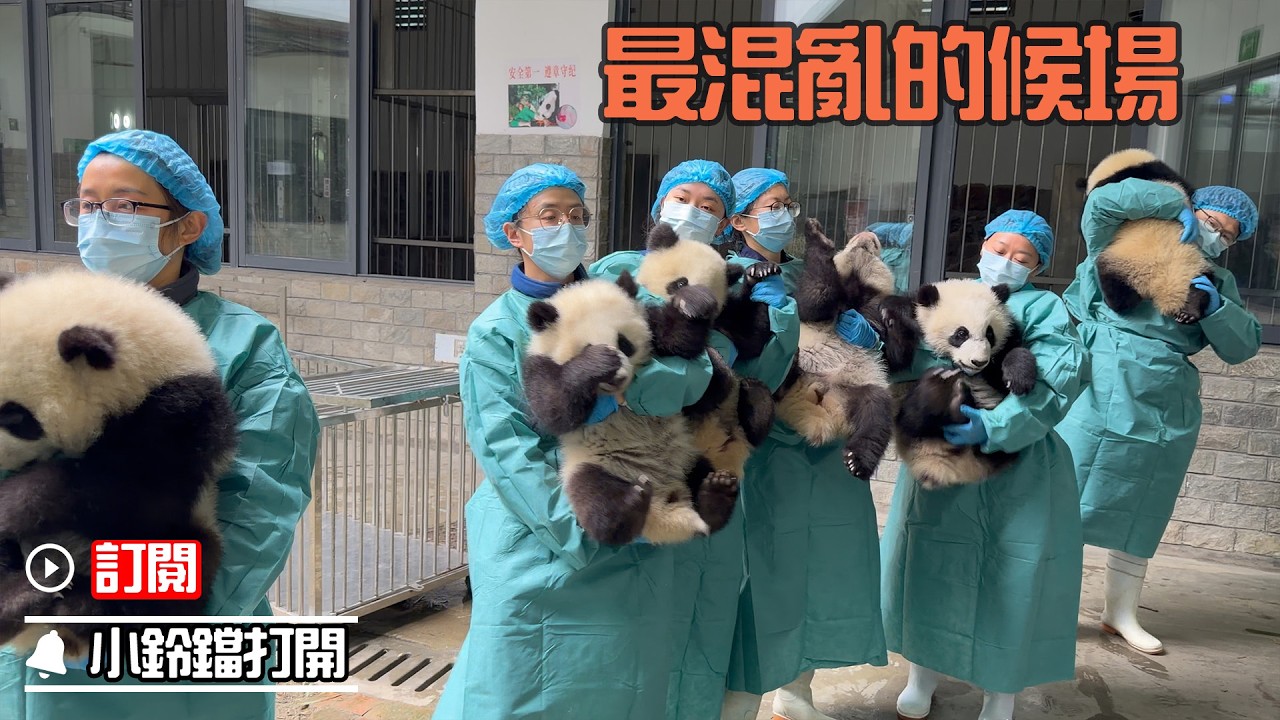 《熊貓主題趴》混亂！熊貓拜年後臺像極了過年哄娃現場 | iPanda熊貓頻道