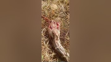 Indian Rock python😥 #youtubeshorts #viralvideo