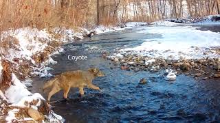 Winter in Mill River Greenway (2025-26)
