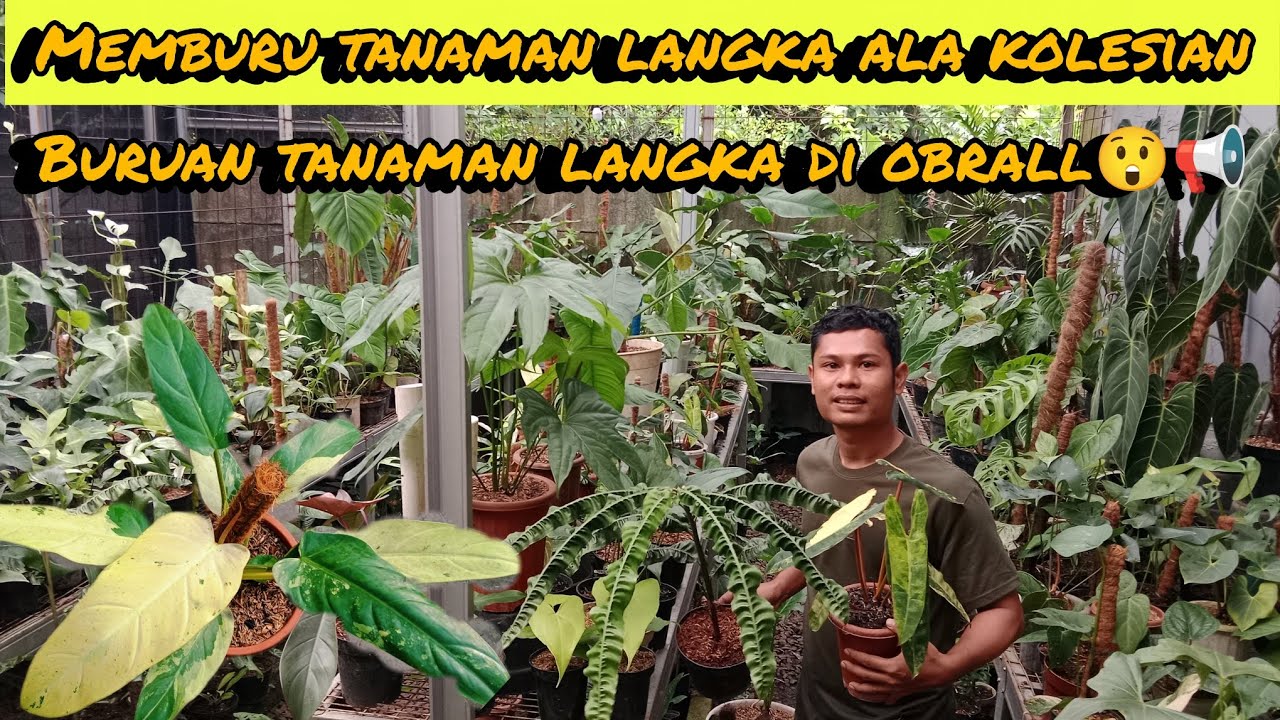 MEMBURU TANAMAN LANGKA ALA KOLEXIAN⁉️BURUAN TANAMAN LANGKA DI OBRAL