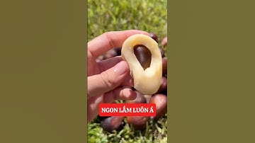 Ngon lắm luôn á, chất lượng thực sự #nhavuonngoclam #cayanqua #salak #mayindo