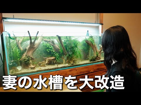 Wife Edition] Secretly Renovating My Wife's Aquarium - YouTube