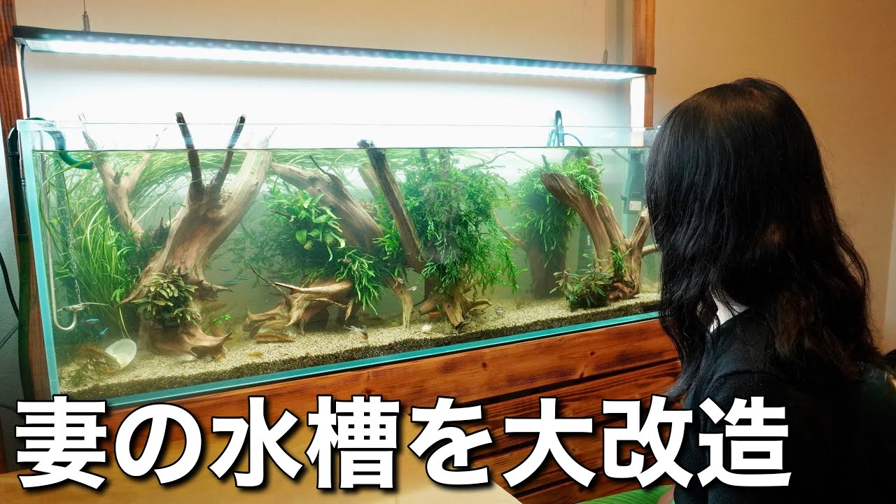 Wife Edition] Secretly Renovating My Wife's Aquarium - YouTube