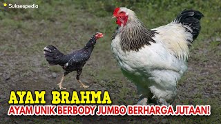 AYAM BRAHMA - AYAM UNIK BERBODY JUMBO BERHARGA JUTAAN!