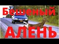 Алени станут очень опасны Будьте осторожны