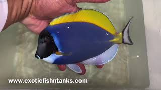 “BLUEER” Powder Blue Tangs!