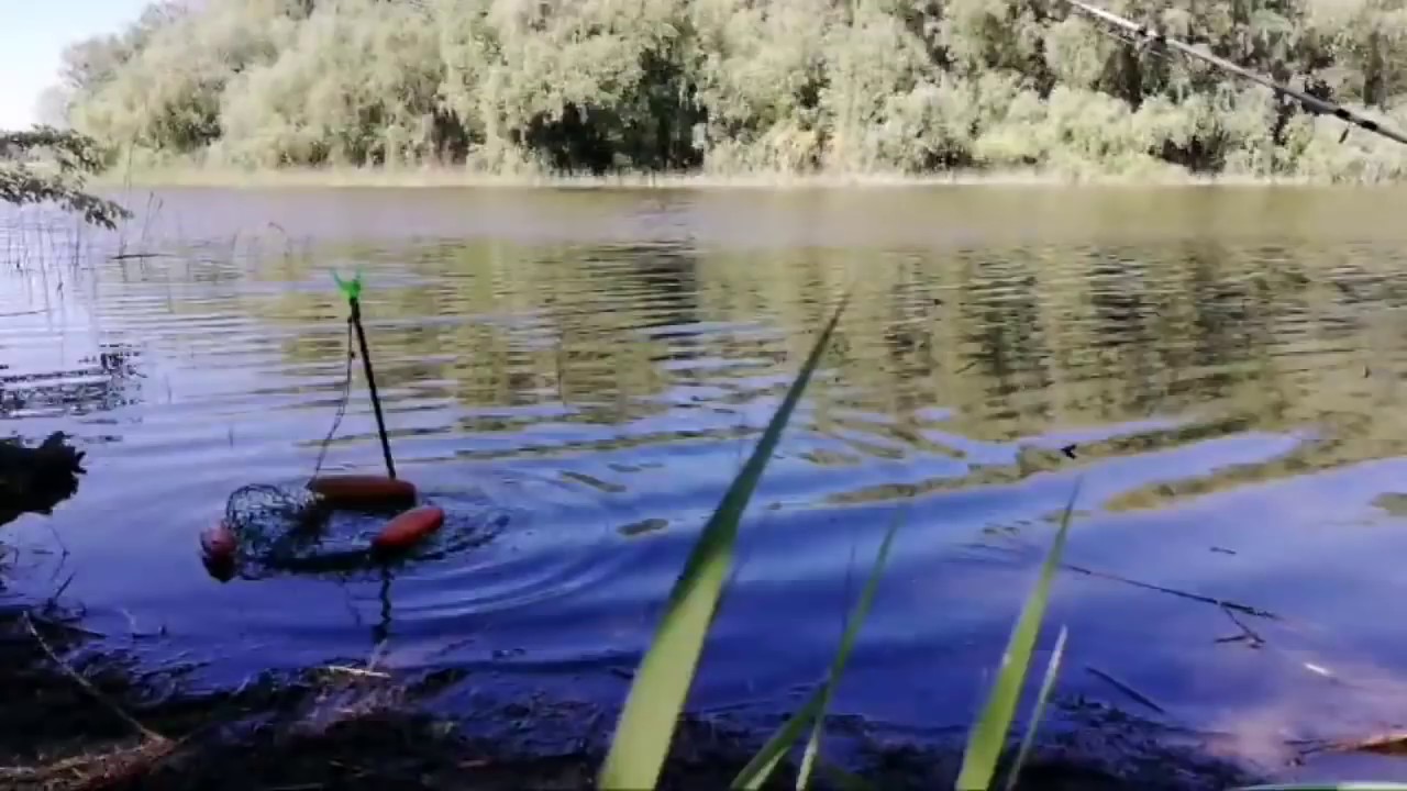 Рыбалка В Мае в прямом эфире ловля карася на удочку и карпа