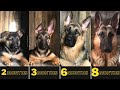 WATCH MY PUPPY GROW | German Shepherd Puppy Growing from 45 Days to 8 Months | GSD Transformation