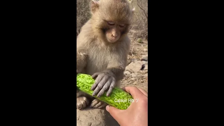 TRY NOT TO LAUGH | Funny Babies At The Zoo - LAUGH TRIGGER TO LAUGH