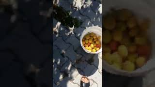 Taze Dalından Meyve Topluyoruz