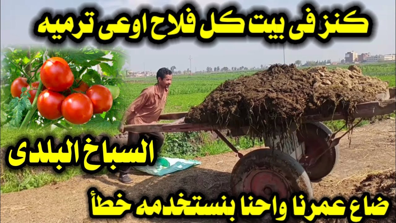 أهمية السباخ البلدى فى الزراعة وكيفية إستخدامه لإستصلاح الأراضي الصحراوية والطينية