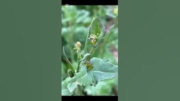 Bugs eating buds - should you spray? #canola #agronomy