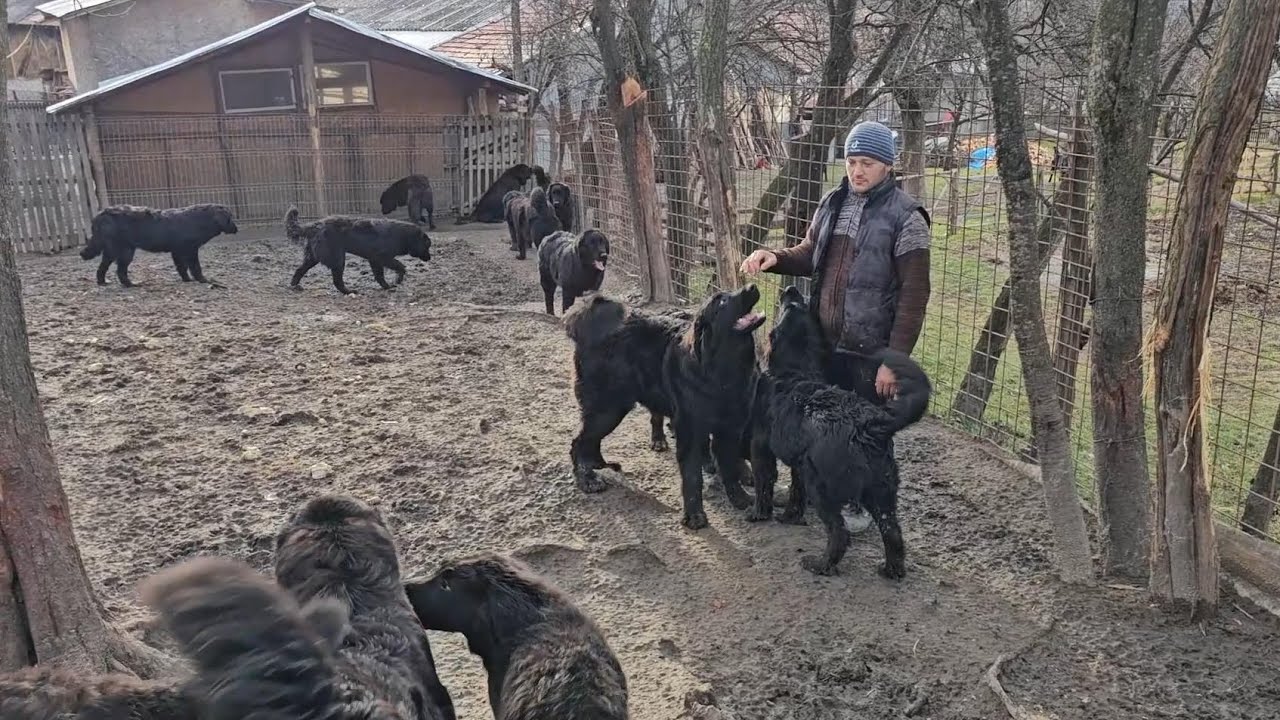 CIOBANESTII CORBI JUNIORI AI LUI CATALIN DUMITRESCU.JUD.PRAHOVA.