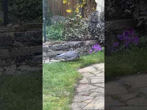 Happy bird😱#look #beautiful #happy #bird #trending #wildlife #pigeon #life #pigeonlover #shorts