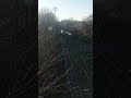 КПВ 50231 София - Дупница заминава от гара Захарна фабрика #train#българия