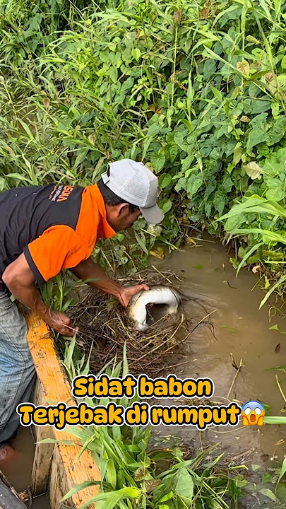 Menegangkan!!!😱Sidat babon terjebak di rumput!!!😱😱 #mancing #fishing #predator #babon