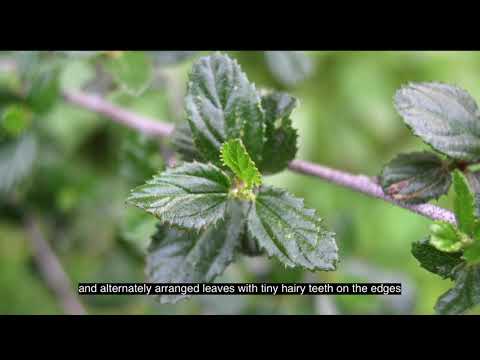 Video: Informacion Ceanothus Bush - Mësoni rreth Rritjes së Sapunit Ceanothus