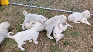 Akbash Puppies 41 day old. #akbash #livestockguardiandog #puppy