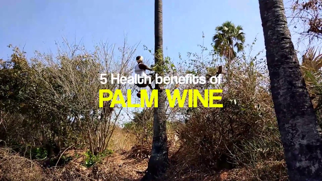 View Palm Tree Juice Benefits PNG
