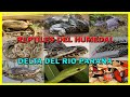 Reptiles del Delta del Rio Parana | Yacaré Yarará Curiyú Ñacaniná Serpiente Vivora Iguana Tortuga