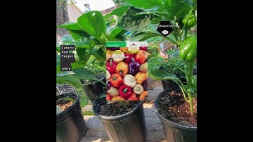 #carnival  #bellpeppers  - #catshobbycorner