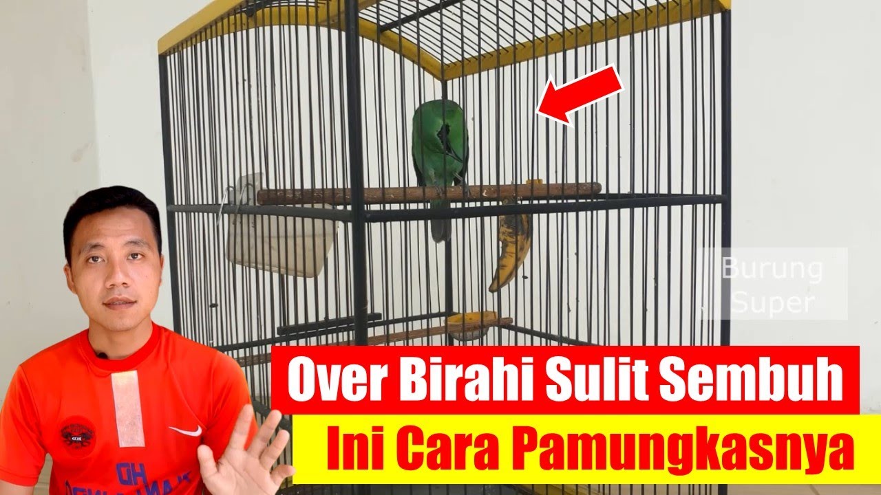 Cara Mengatasi Burung Over Birahi dengan Tips Praktis dan Ampuh Cara Mengatasi Burung Over Birahi dengan Tips Praktis dan Ampuh