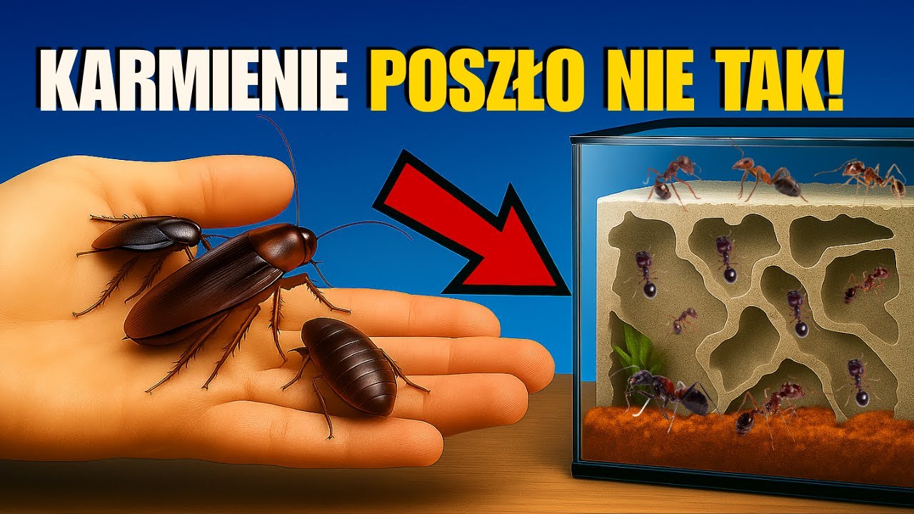 Moje mrówki zamieniły się w maszynę do polowania 🐜💀