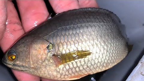 Câu Cá Sặc Đồng Tại Hóc Môn ||Gourami fishing