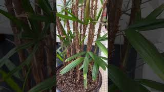 A sad looking Lady Palm! 😢🌴 #palm