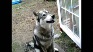 Talking Tamaskan.wmv