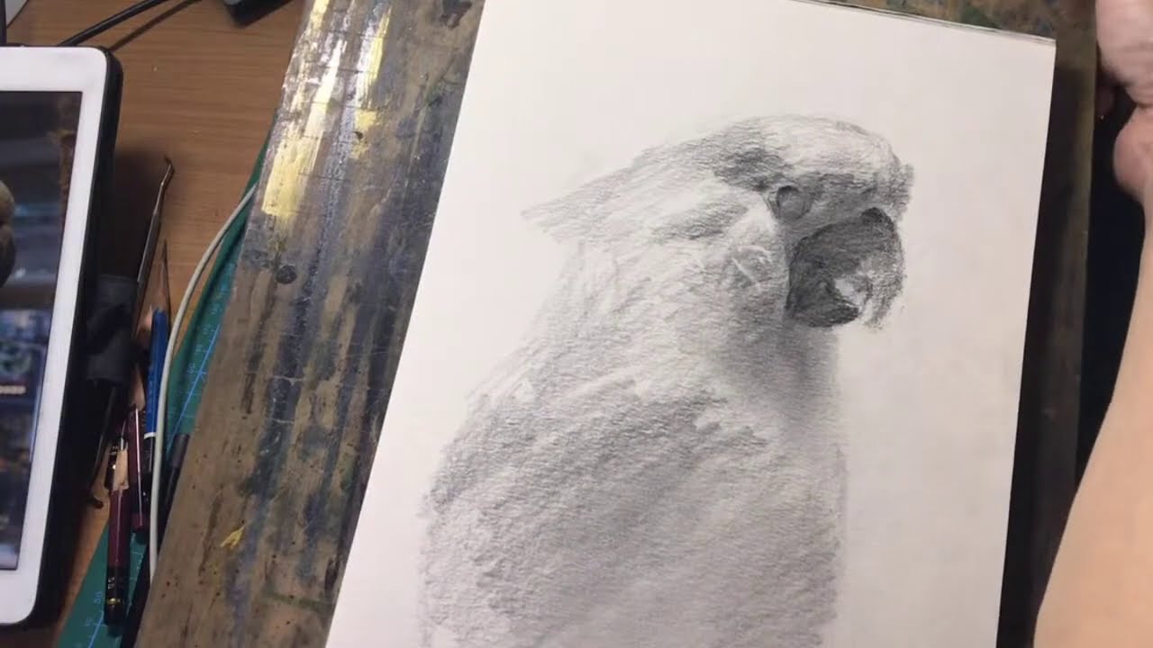 手描きオウムのクレヨン画 ハガキサイズにクレパスで描く‼️ オウム」 by シュミエ工作絵キング