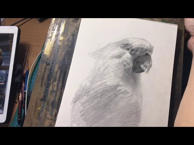 手描きオウムのクレヨン画 ハガキサイズにクレパスで描く‼️ オウム