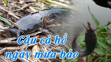 CÂU CÁ HỒ NGÀY MƯA BÃO - KHOẢNH KHẮC CUỘC SỐNG