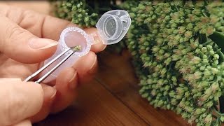 Amphasys - Pollen Sample Preparation for Label-free Analysis of Viability with Ampha Z30