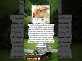 نغف الأغنام مرض طفيلي يصيب الجهاز التنفسي العلوي في الربيع والصيف ويمكن الوقاية منه بالنظافة