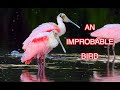 The Roseate Spoonbill: NARRATED