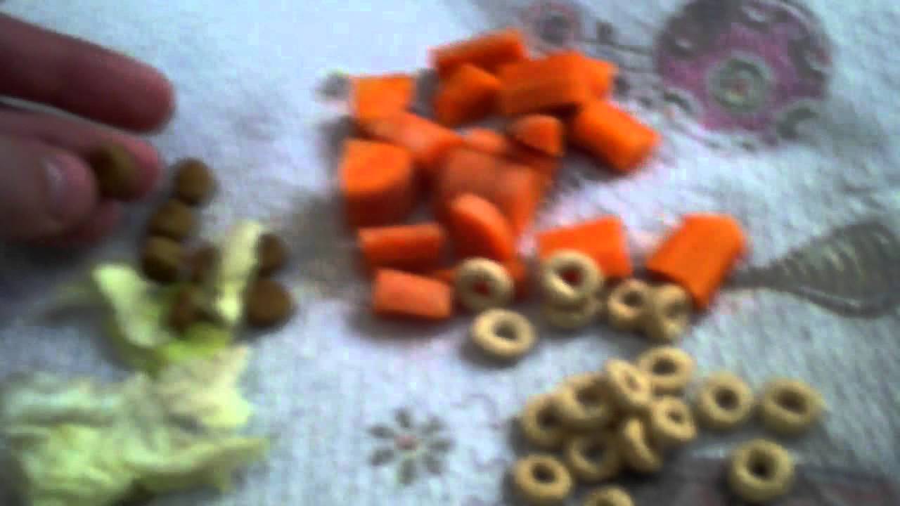 video phone beyonce mp3 How to care for crickets