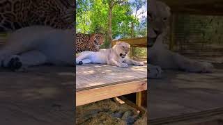 Jaguar Vs Lion Fight Over Catnip! FUNNY
