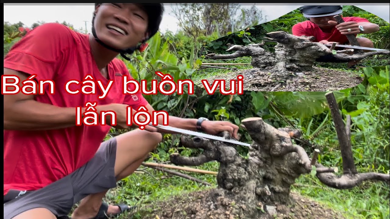 Bán cây cho.Bonsai Ánh Cái Mơn . Buồn vui lẫn lộn .sđt Ánh 0973297011