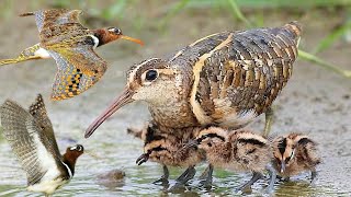greater painted-snipe bird is a species of wader in the family Rostratulidae.