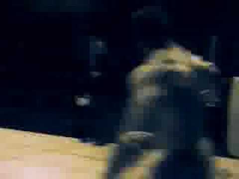 Punk music video thumbnail preview for Street Bulldogs - Call Me at Home