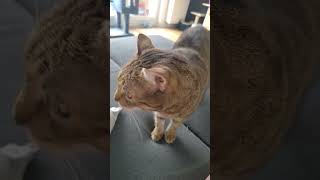 minecraft cat smelling lava #cat #funny #cute #memes #minecraft #minecraftmemes #pets