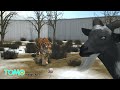 Un tigre devient l'ami de la chèvre qu'il était censé dévorer