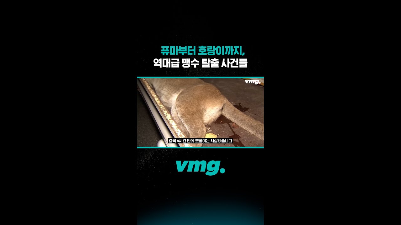 퓨마부터 호랑이까지, 역대급 맹수 탈출 사건들 / 비디오머그 #shorts