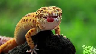 Mauro Picotto - Lizard (Dega Got Yellanded) SETRIP
